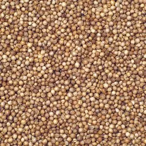 Coriander