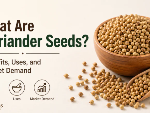 What Are Coriander Seeds? Benefits, Uses, and Market Demand