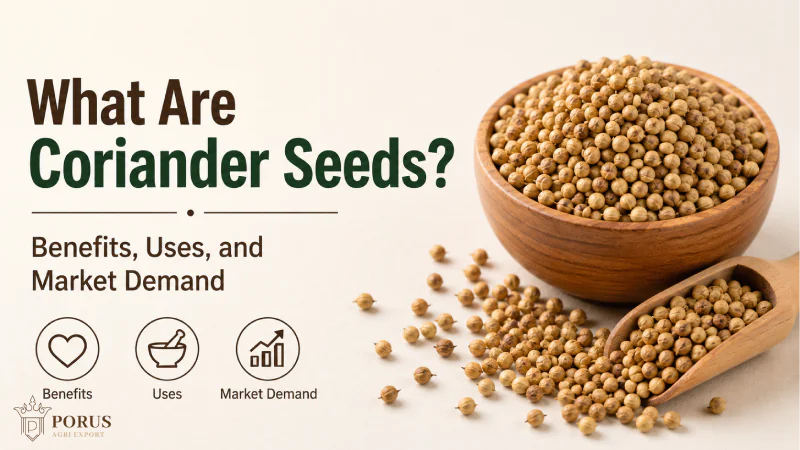 What Are Coriander Seeds? Benefits, Uses, and Market Demand