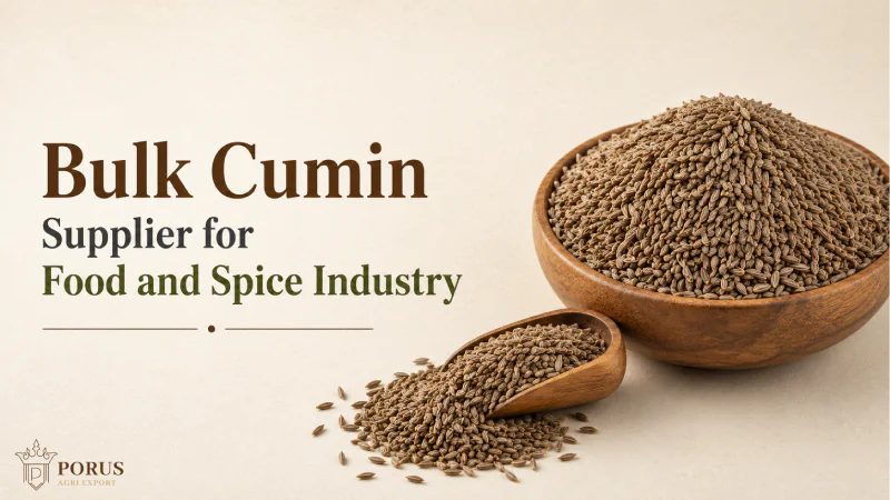 Bulk Cumin Supplier for Food and Spice Industry