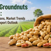 Indian Groundnuts in 2026: Crop Conditions, Market Trends and Global Export Outlook