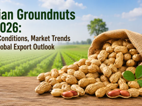 Indian Groundnuts in 2026: Crop Conditions, Market Trends and Global Export Outlook