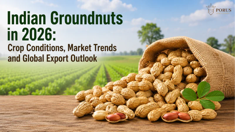 Indian Groundnuts in 2026: Crop Conditions, Market Trends and Global Export Outlook