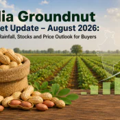 India Groundnut Market Update – August 2026: Sowing, Rainfall, Stocks and Price Outlook for Buyers