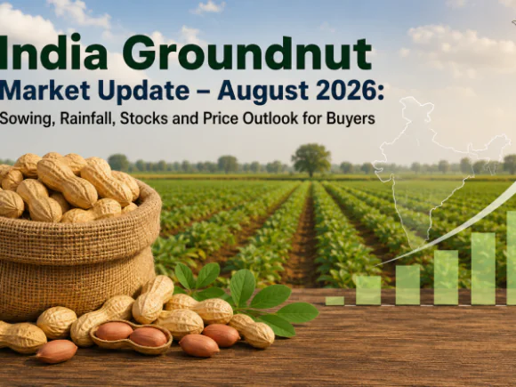 India Groundnut Market Update – August 2026: Sowing, Rainfall, Stocks and Price Outlook for Buyers