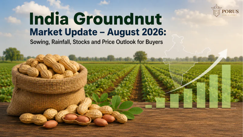 India Groundnut Market Update – August 2026: Sowing, Rainfall, Stocks and Price Outlook for Buyers